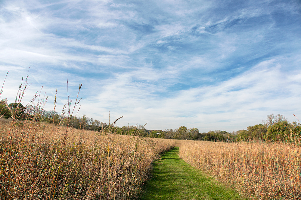 a grassy path through tall prairie grasses at Rolfs Nature Preserve