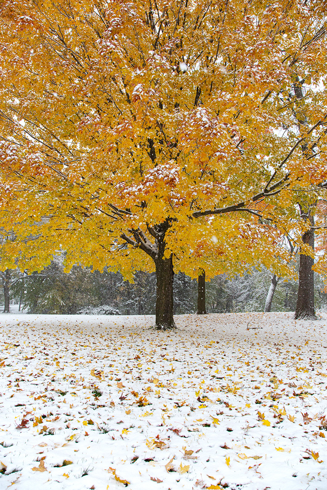 yellow maple tree in snow at Washington Park