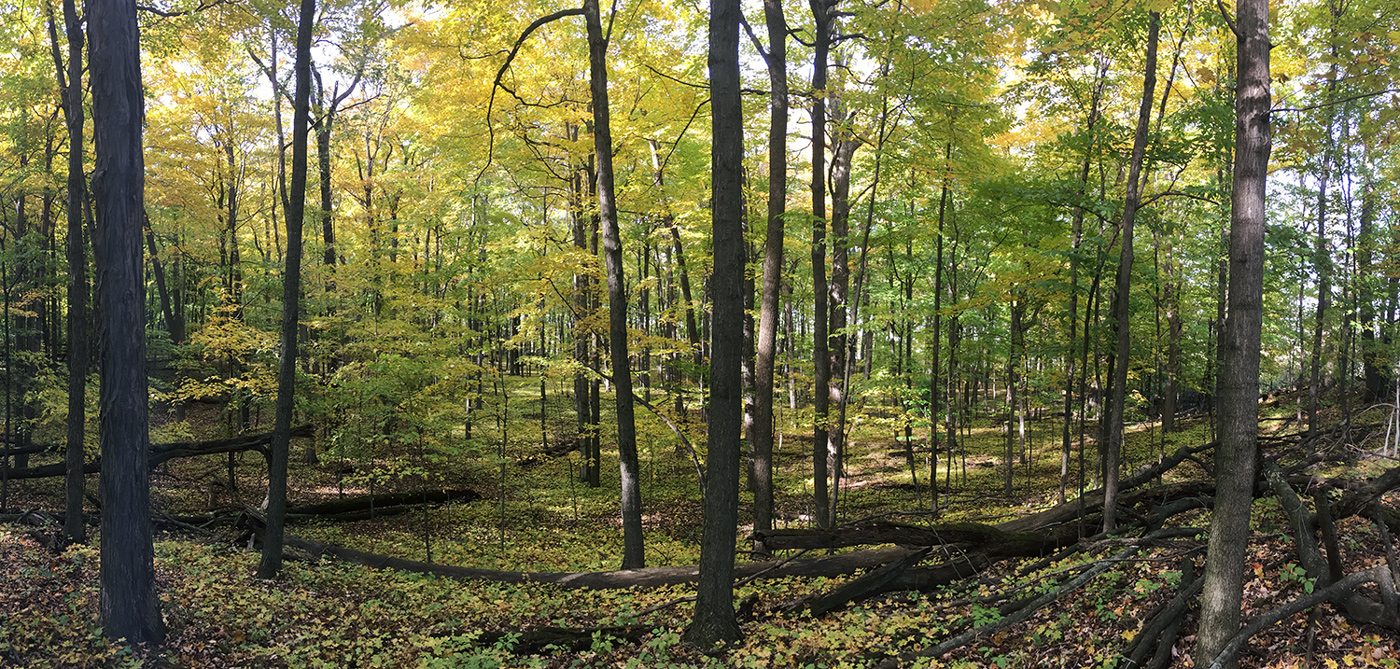 woodland panorama in autumn