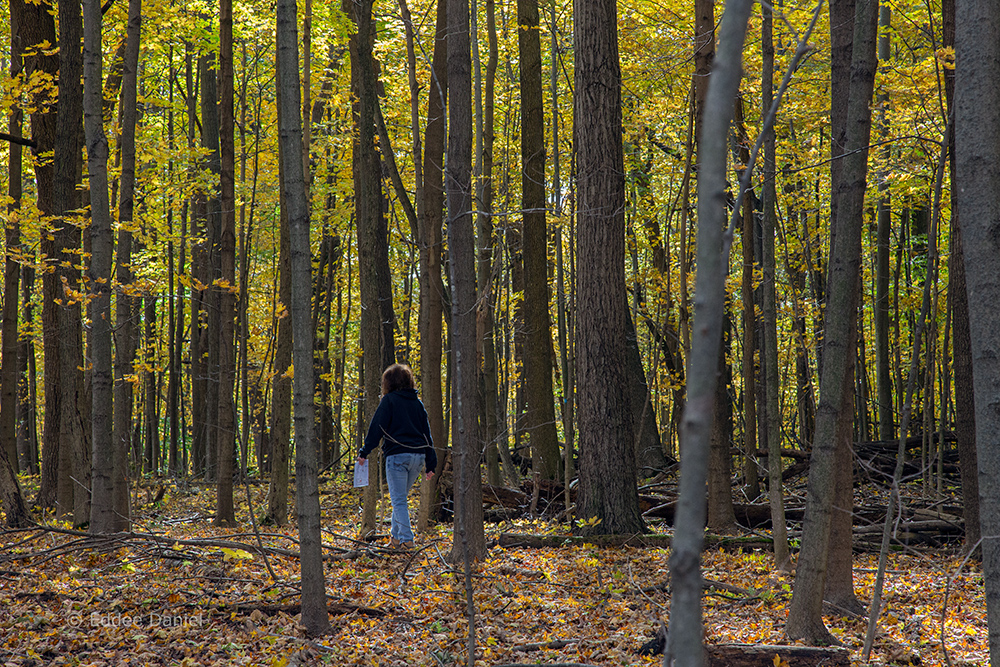 a woman walking through autumn woods