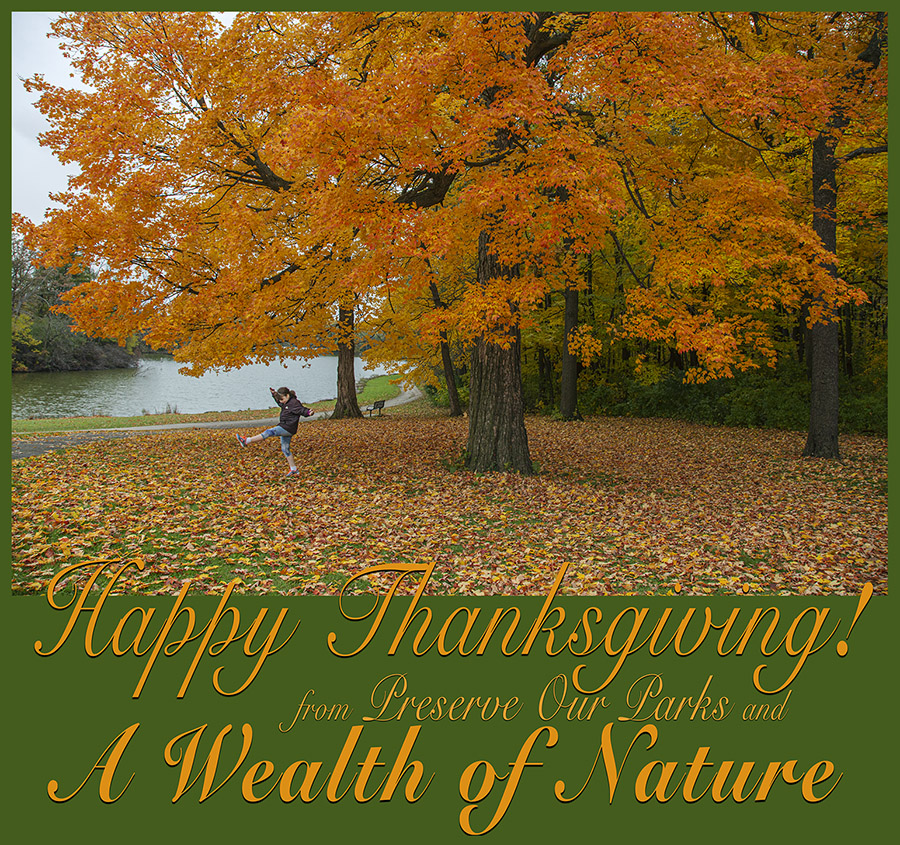 Thanksgiving message on a photo of an autumn maple at Jackson Park