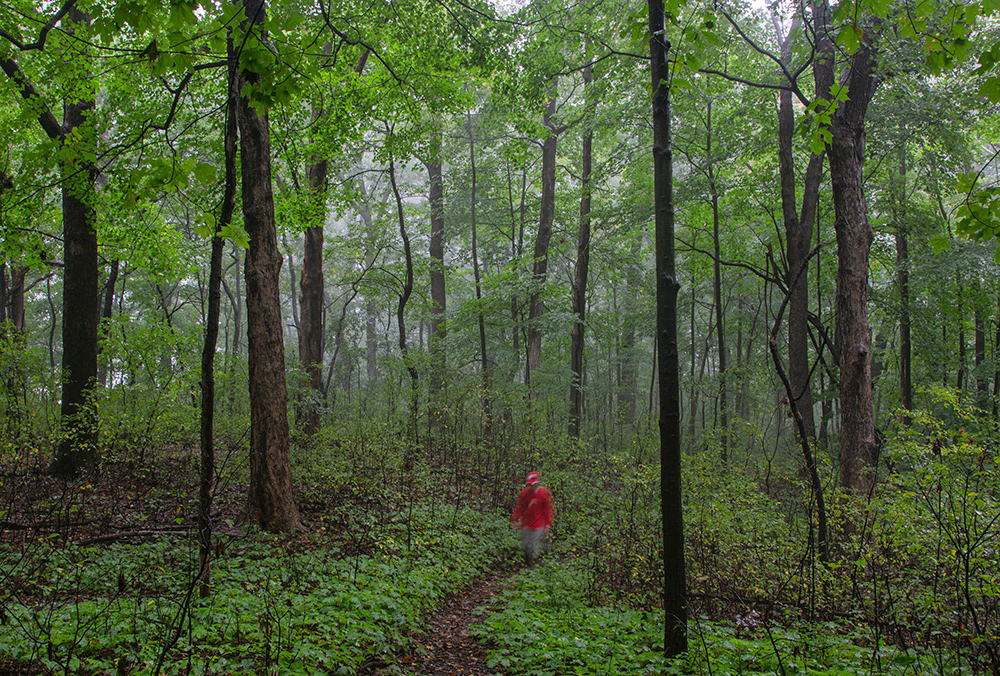 Underwood Creek Parkway woodland in fog