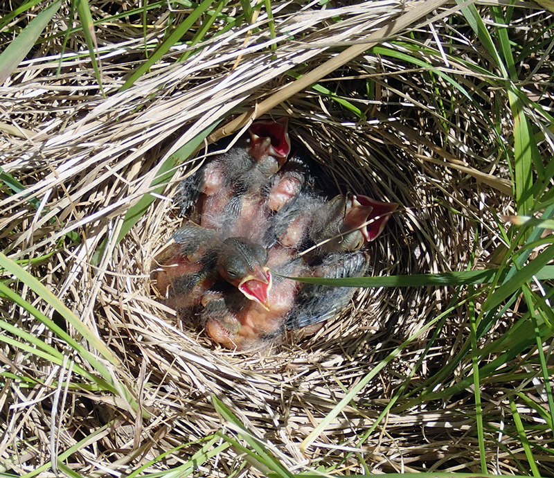 Warbler nestlings in nest with open mouths waiting to be fed