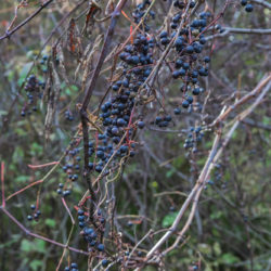 wild grapes