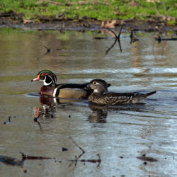 pair of wood ducks