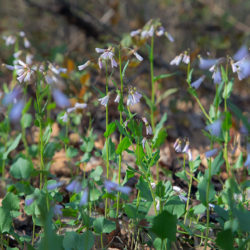 woodland flowers