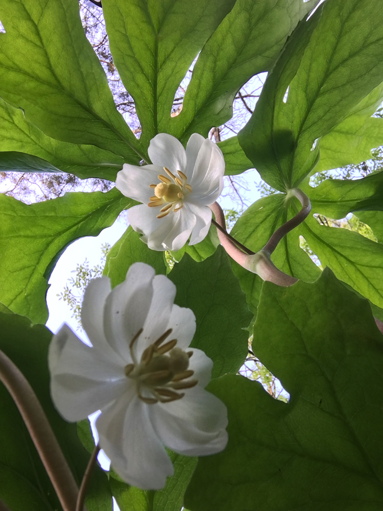 worm's eye view of Mayapple blossoms