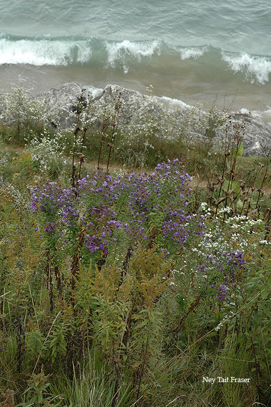 Big Bay Buckley Park wildflowers