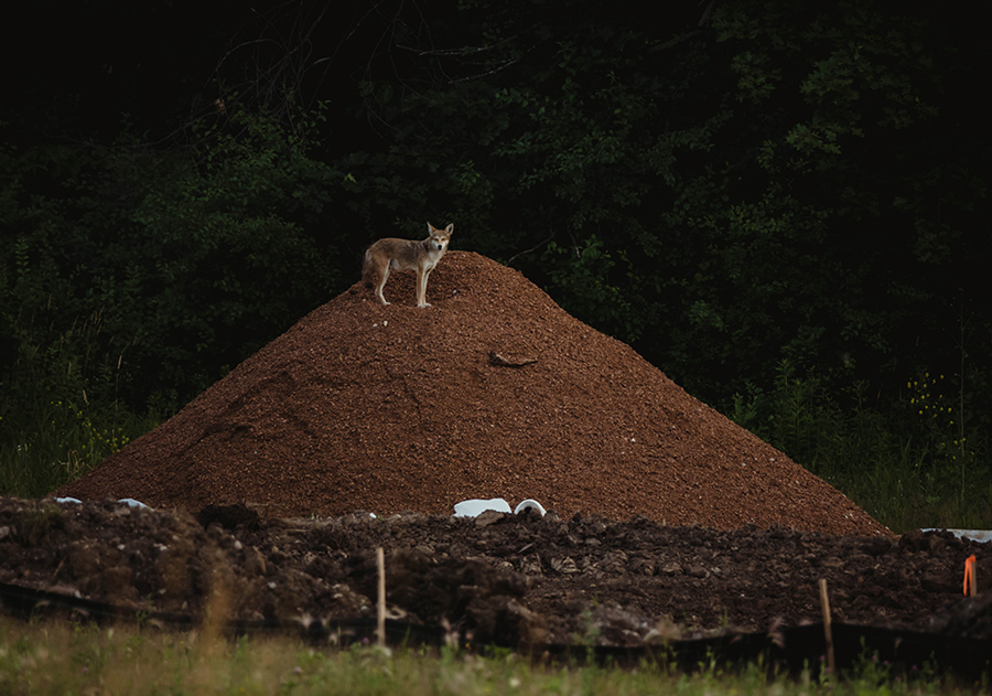 Coyote: construction site