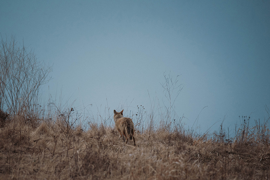 Coyote: In the Field