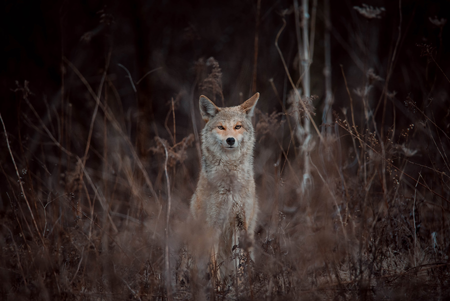 coyote