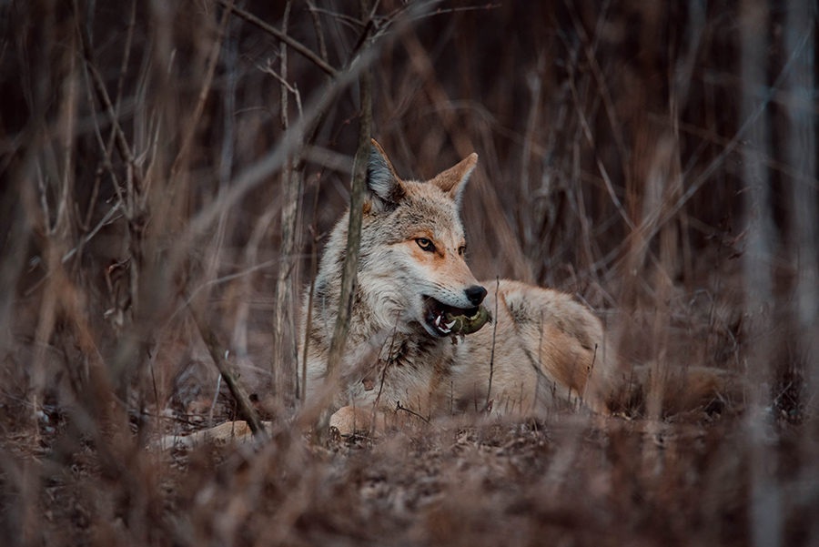 Coyote with a tennis ball