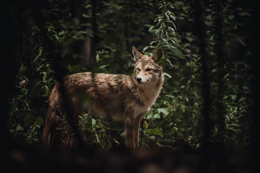 Coyote in the woods