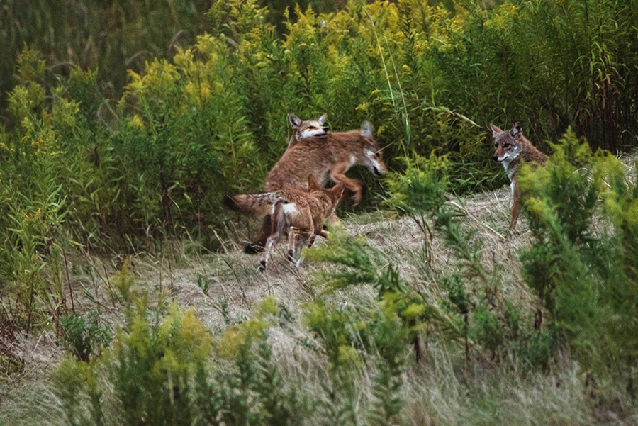 Coyotes at play