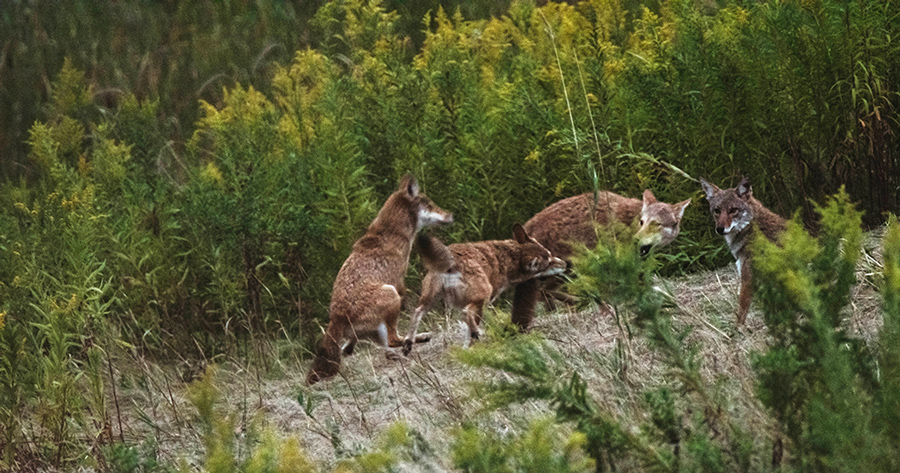 Coyotes playing