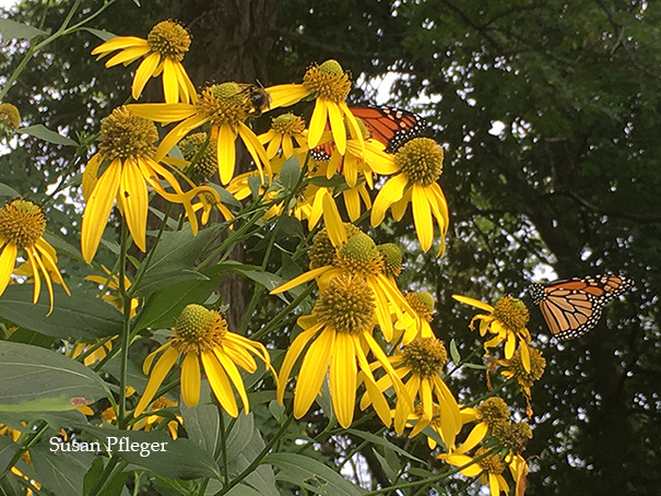 Monarchs on green-headed coneflower