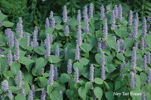 Lavender hyssop