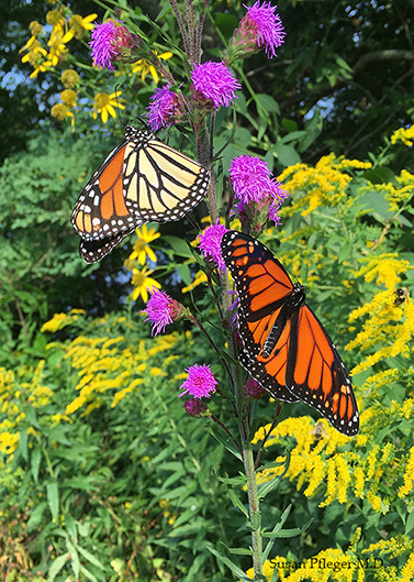 Monarchs on liatris