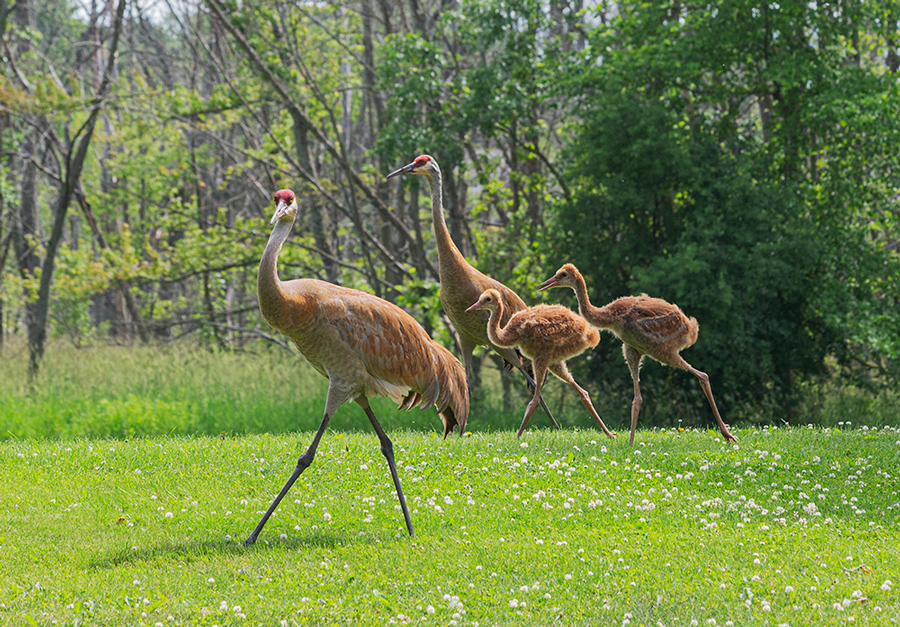 A family of four sandhill cranes stroll through McCoy Field Park in Brookfield.