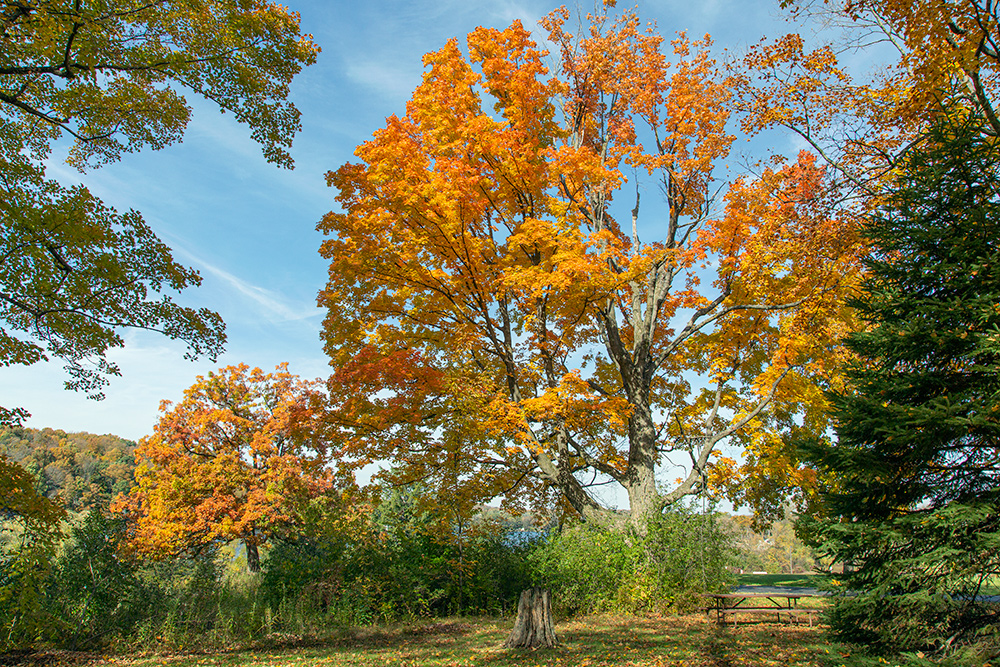 Maple trees in autumn color at Ackerman's Grove County Park