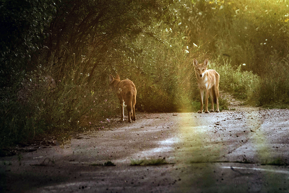 two coyotes