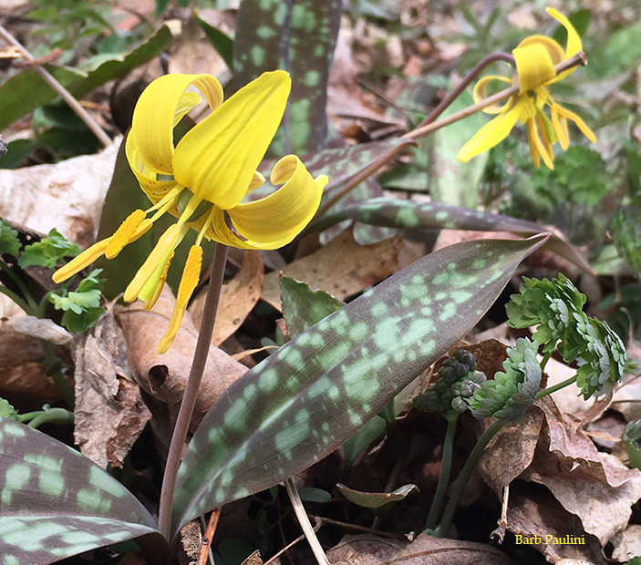 trout lilies