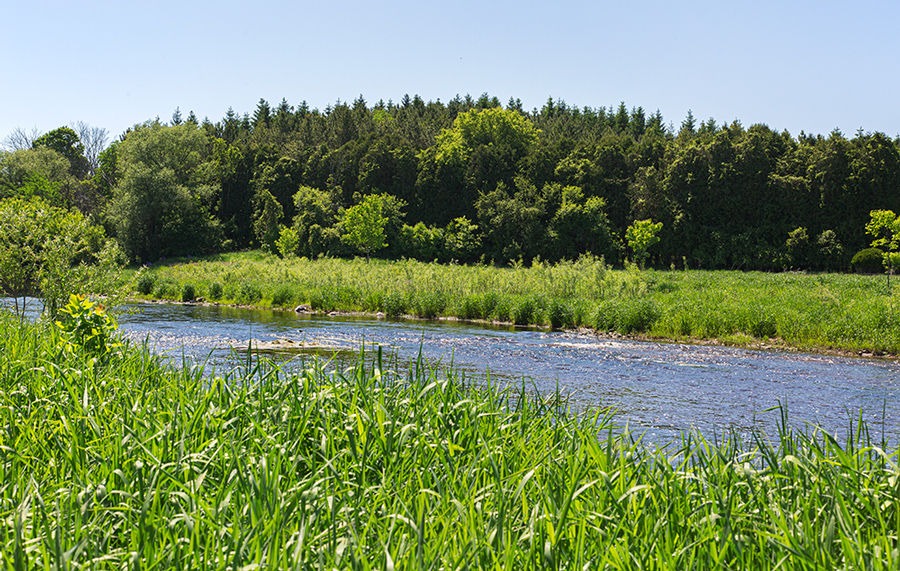 Restored floodplain and Milwaukee River