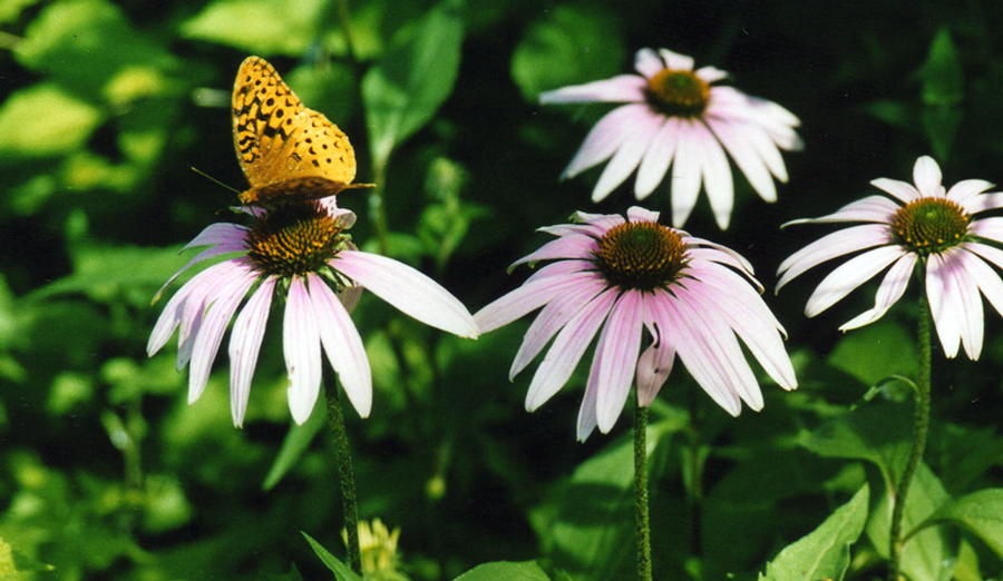 Great-spangled-fritillary-butterfly-enjoying-the-flora-at-Calhoun-Creek-Preserve