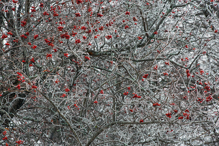 Ice-encrusted tree with berries in Veteran's Park