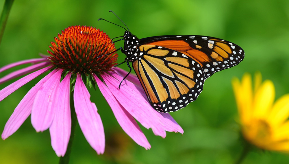 monarch butterfly on purple coneflower