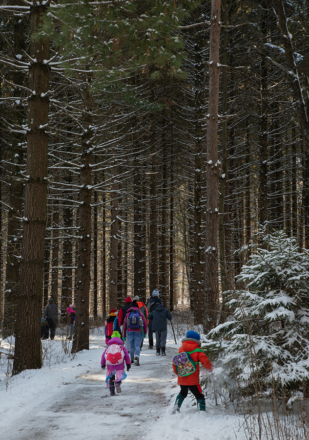 A group of hikers on a paved trail entering a pine grove.