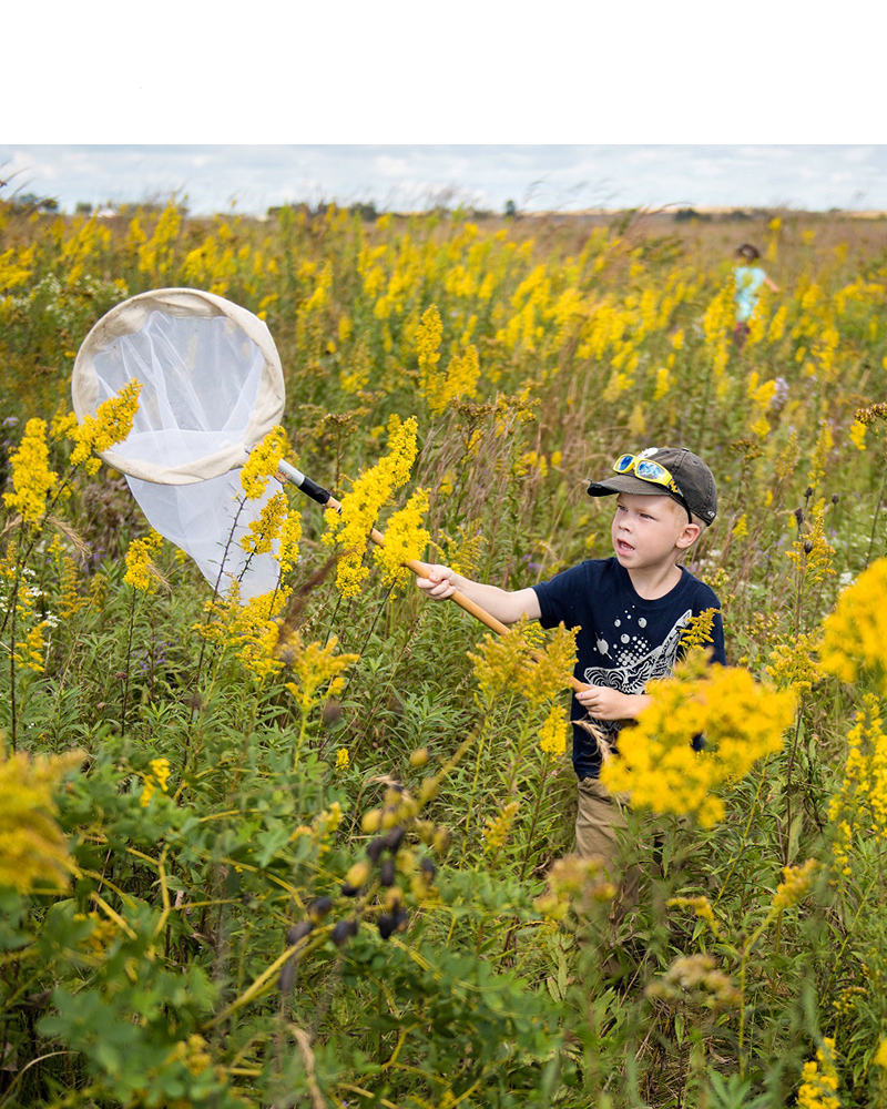 boy with net catching butterflies in field of goldenrod