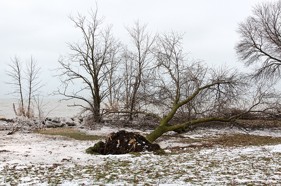 tree toppled by winter storm on the lakefront