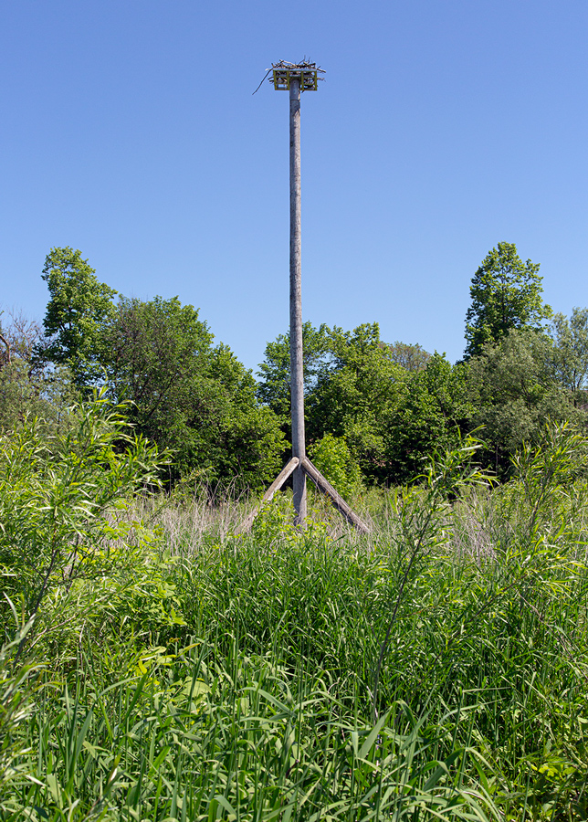 Osprey tower installed in floodplain.