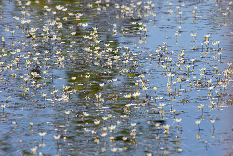 Close up of pond flowers.