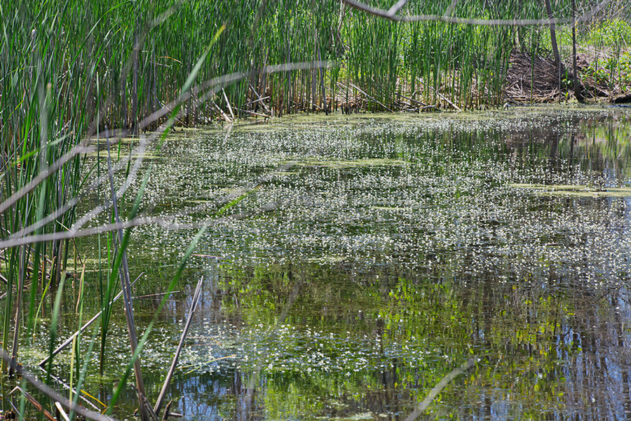 Pond flowers in bloom on restored wetland pond.