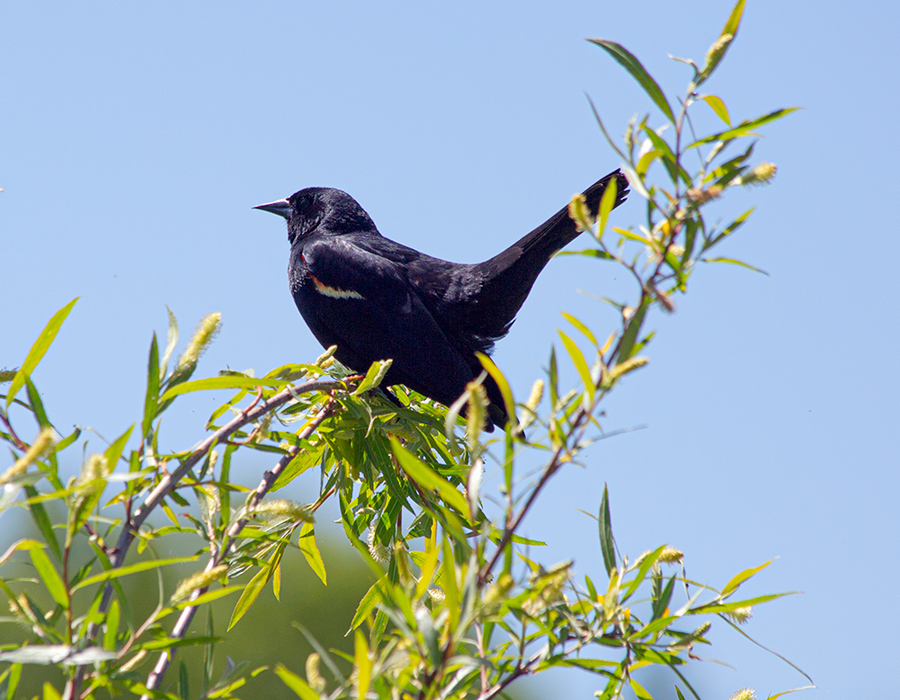 Redwing blackbird in floodplain.