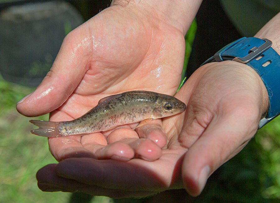 Close up of two hands holding a white sucker fingerling