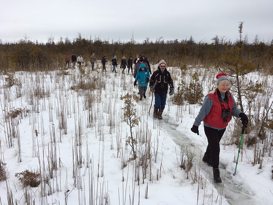 Hikers in a sedge meadow in the cedar-tamarack forest