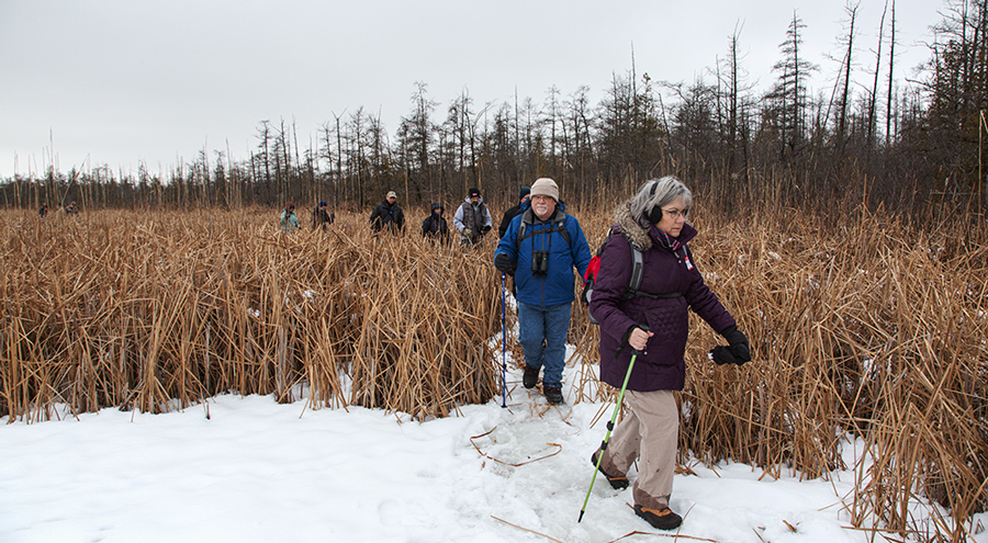 hikers in a wetland in winter