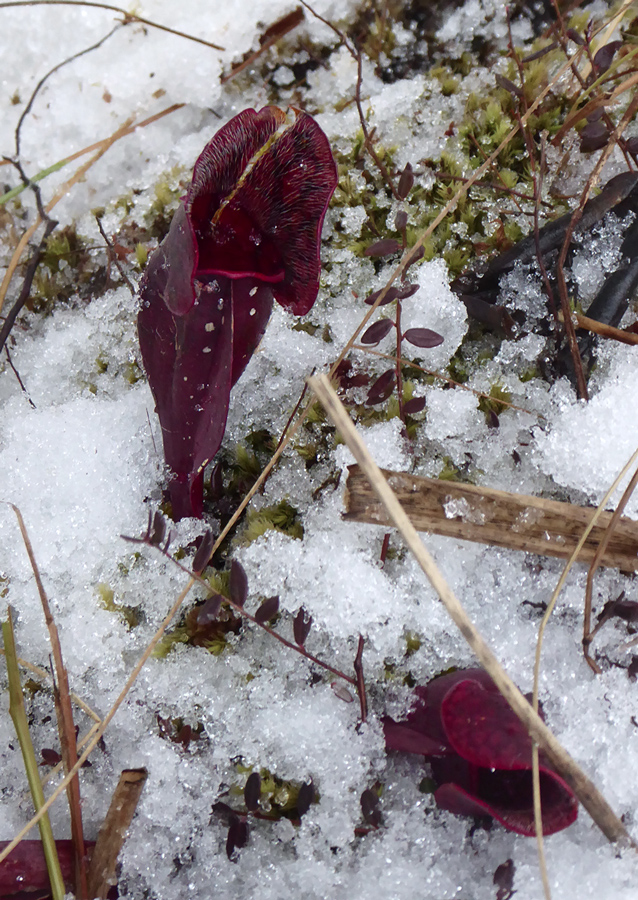 Pitcher plant in snow