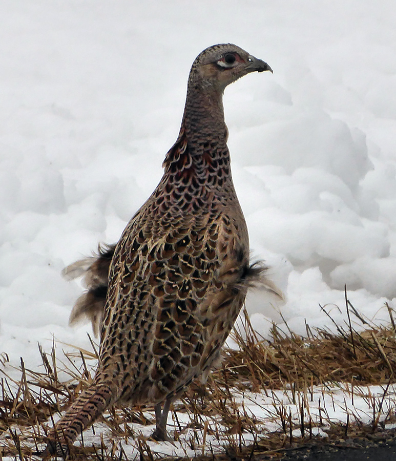 Ring-necked pheasant. 