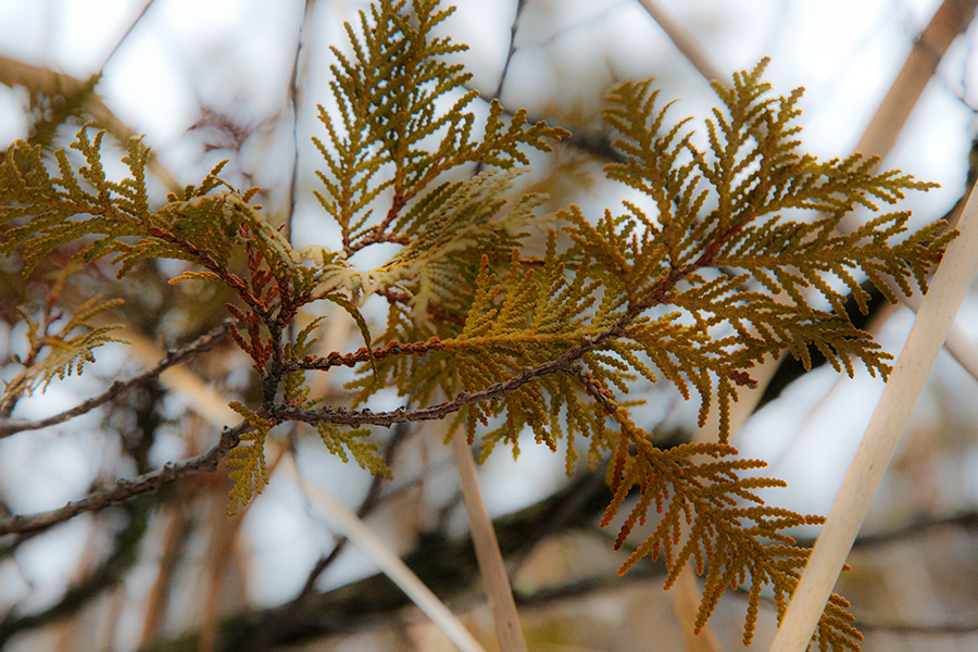 A sprig of cedar