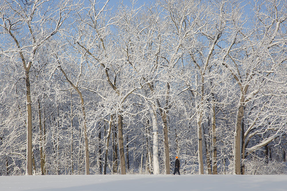 A man walking among snow-covered trees in Estabrook Park