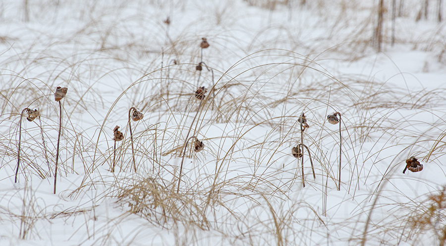 Sedge stems and pitcher plant seed pods