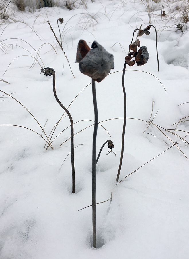 Pitcher plant seed pods