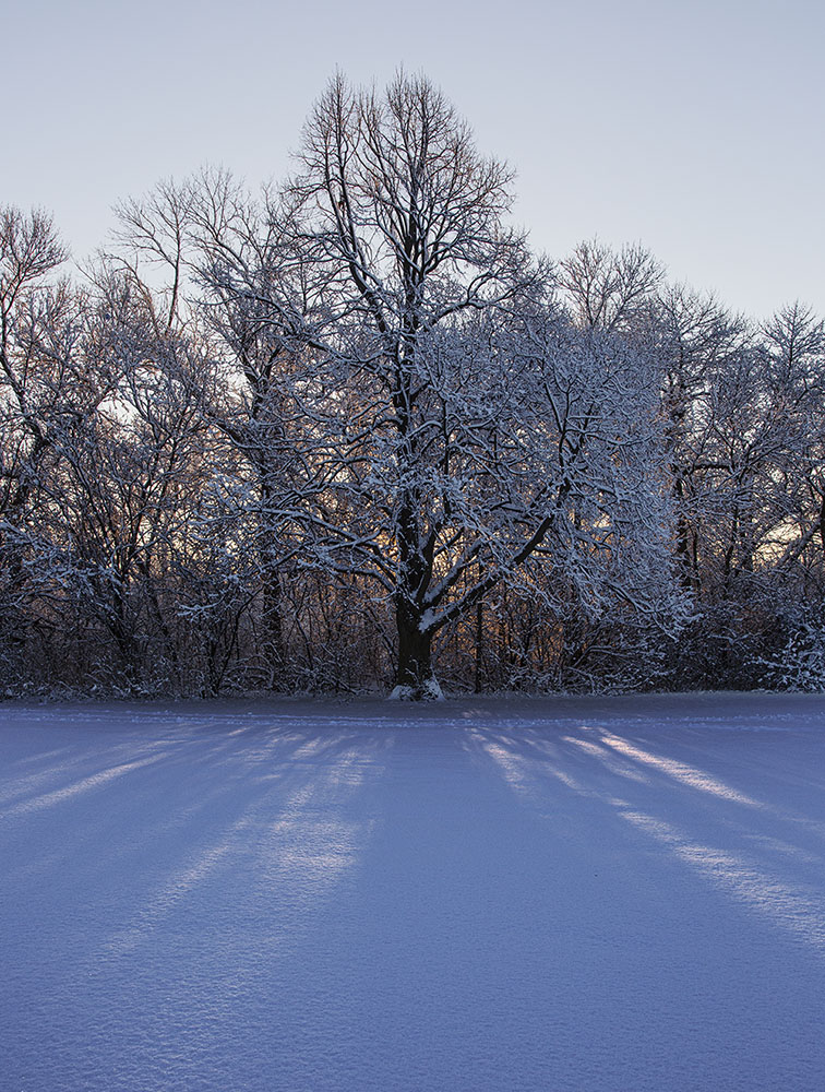 Sunrise through snowy trees at Estabrook Park