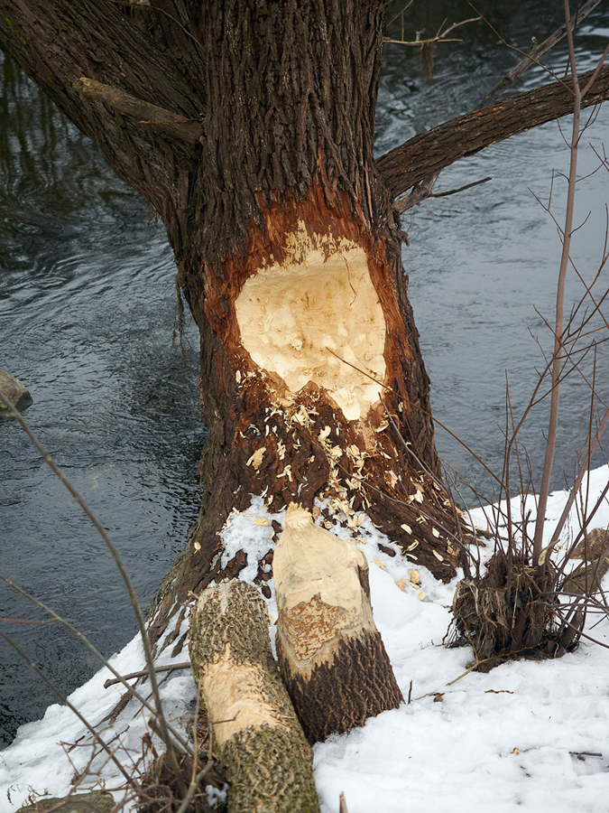 Beaver chew