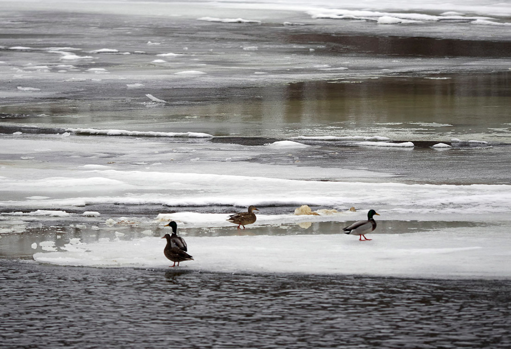 Mallards on the icy river