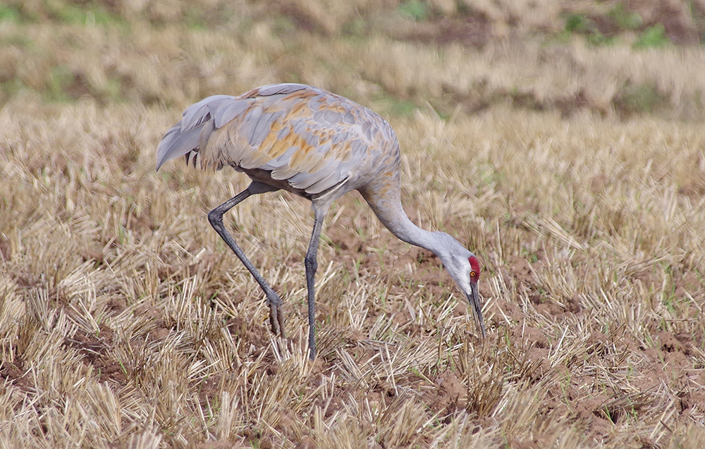 Sandhill crane.